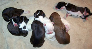 boxers2-(2)