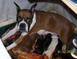 new-updated-boxer-pic