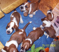 pupsdec25web4