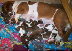 rubypupsnov1609